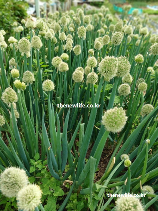 대파 효능 성질