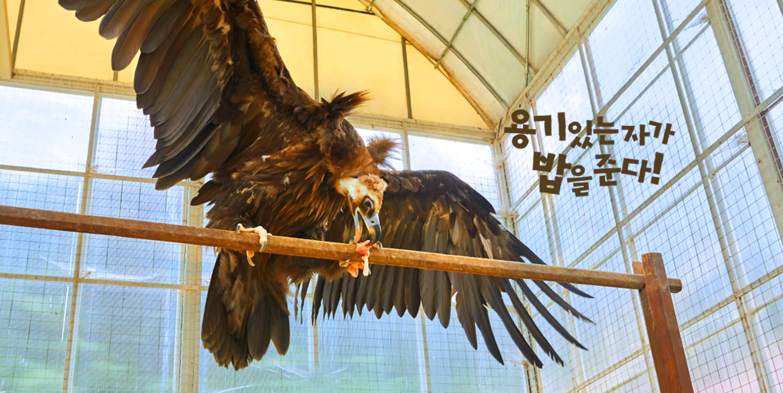 홍천 알파카 월드