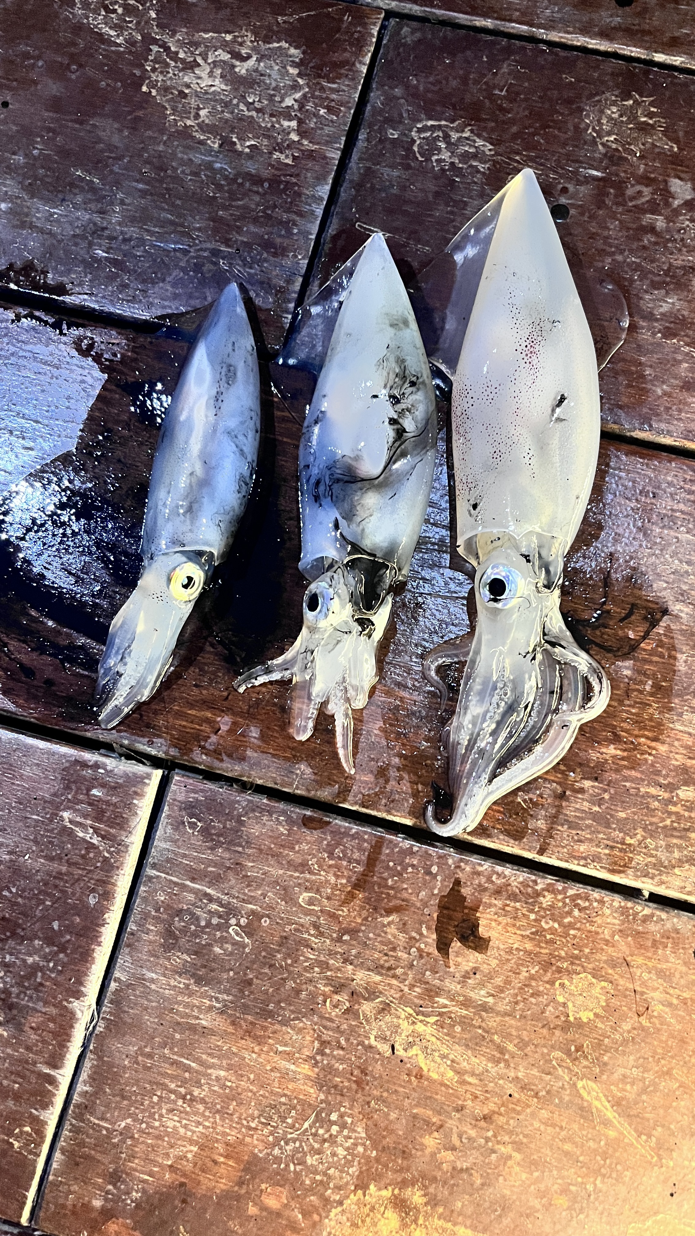 그랜드 파이어니스