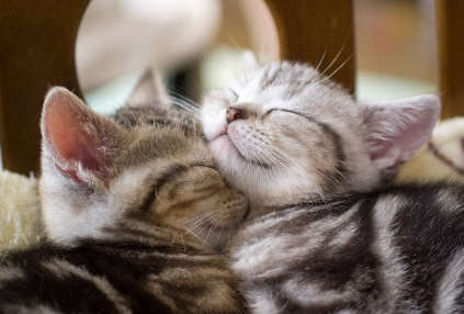 눈을 감고 있는 두 마리의 새끼 고양이.