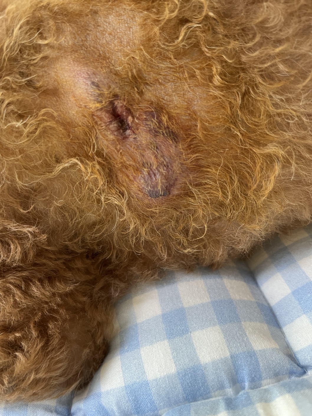 강아지 피부질환