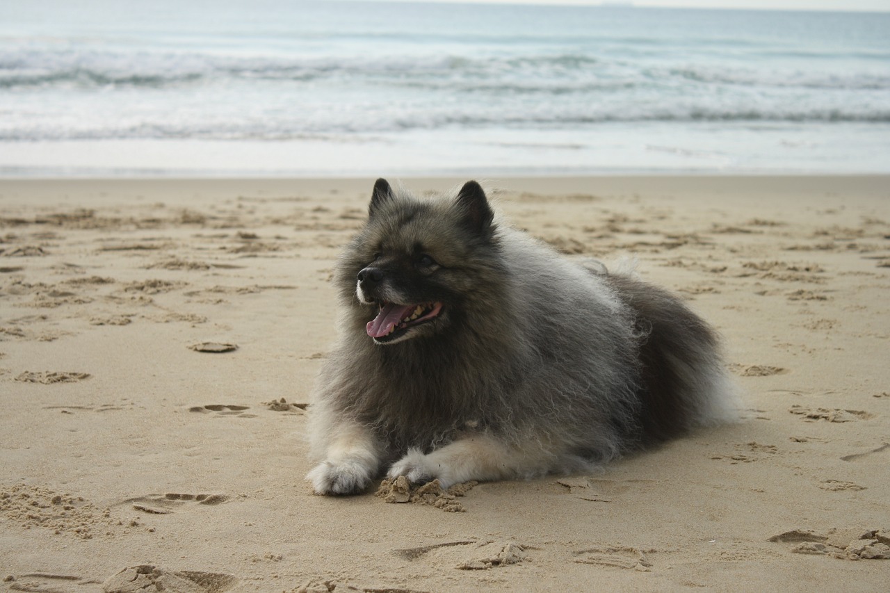 케이스혼트(Keeshond)4