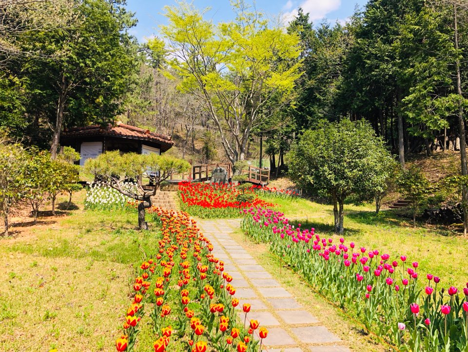 장흥 하늘빛수목원 튤립축제