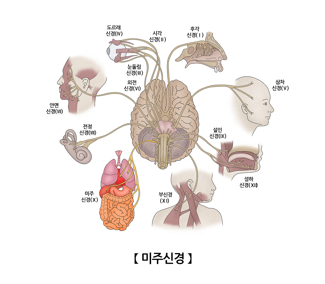 미주신경의-역할을-보여주는-그림으로-뇌가-안면-시신경-혀신경-등에-연결되어-있는-그림