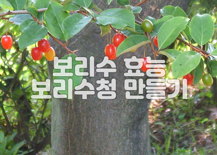 보리수 나무와 열매