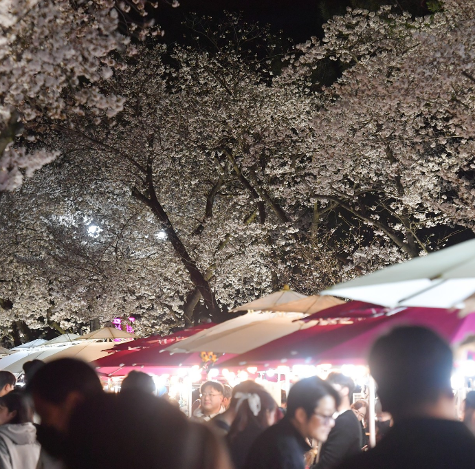 2025 경주 대릉원돌담길 벚꽃축제