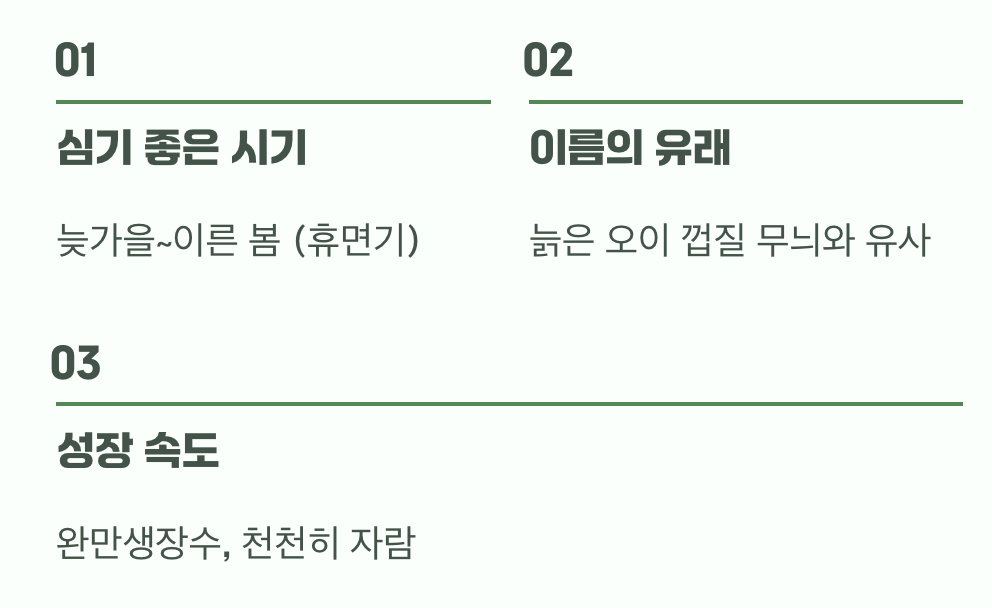 노각나무 키우기 A to Z (묘목 심기부터 관리까지)