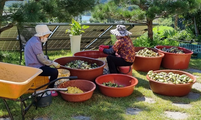 6시내고향-포포열매-논산-더좋은농원