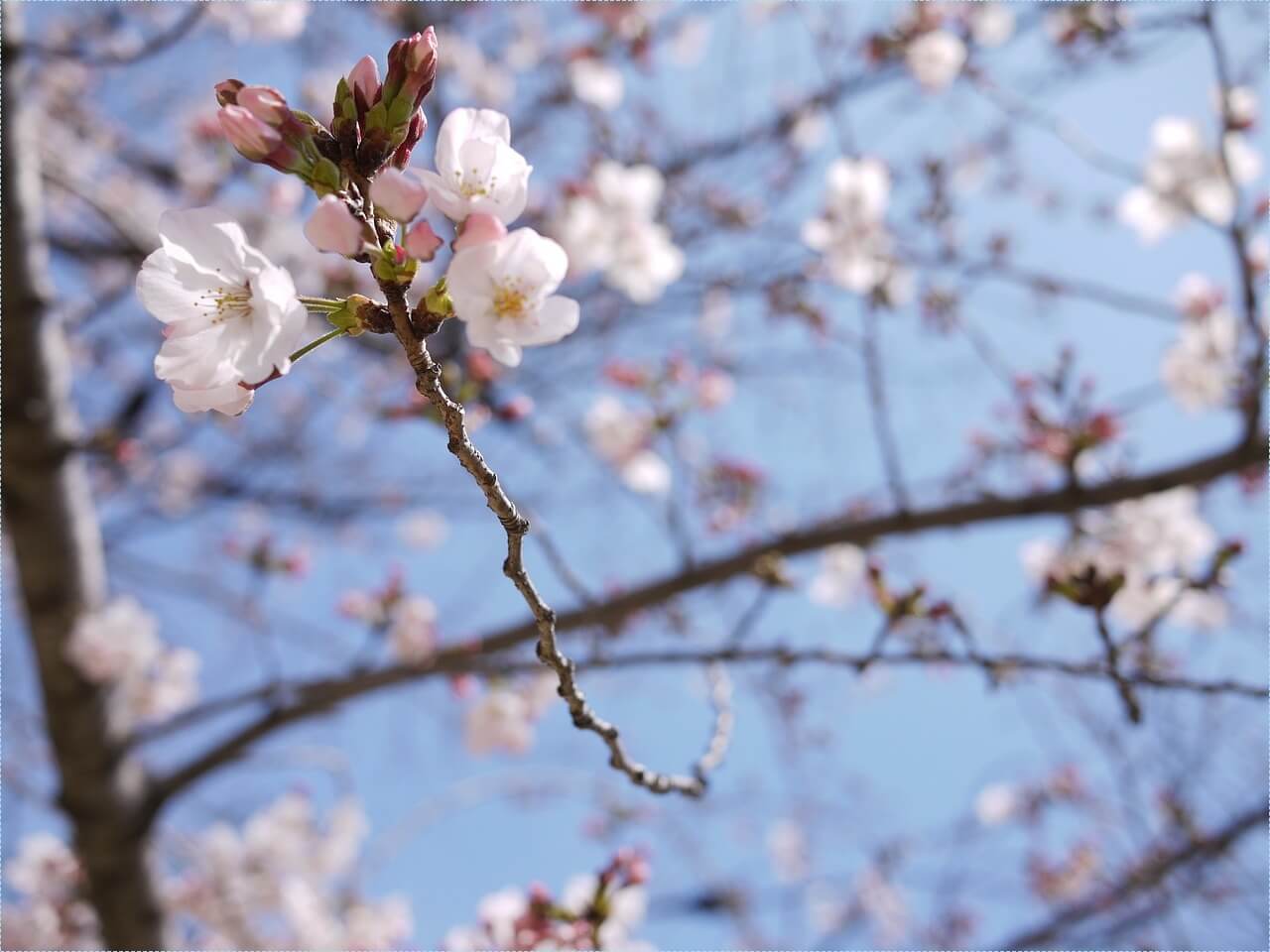 새마을금고 적금 이율