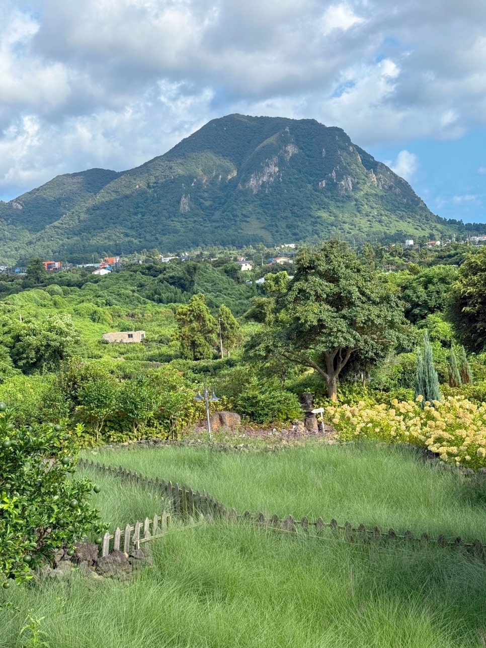 제주 핑크뮬리 명소 마노르블랑