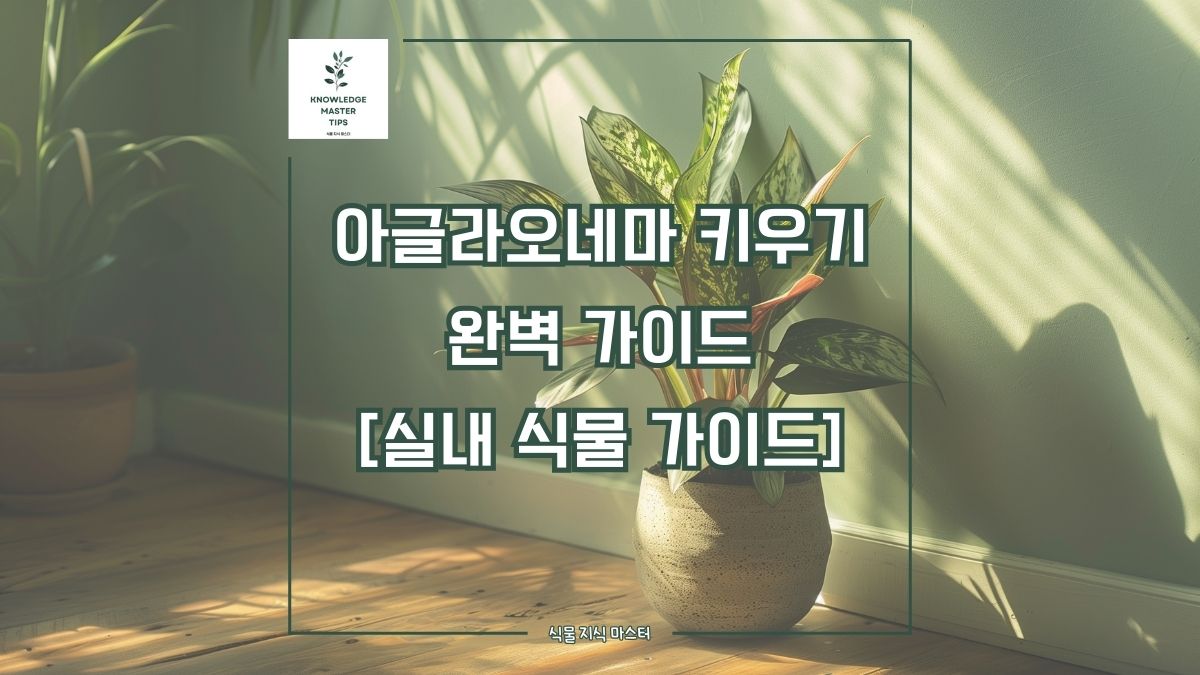 아글라오네마 키우기, 완벽 가이드 [실내 식물 가이드]