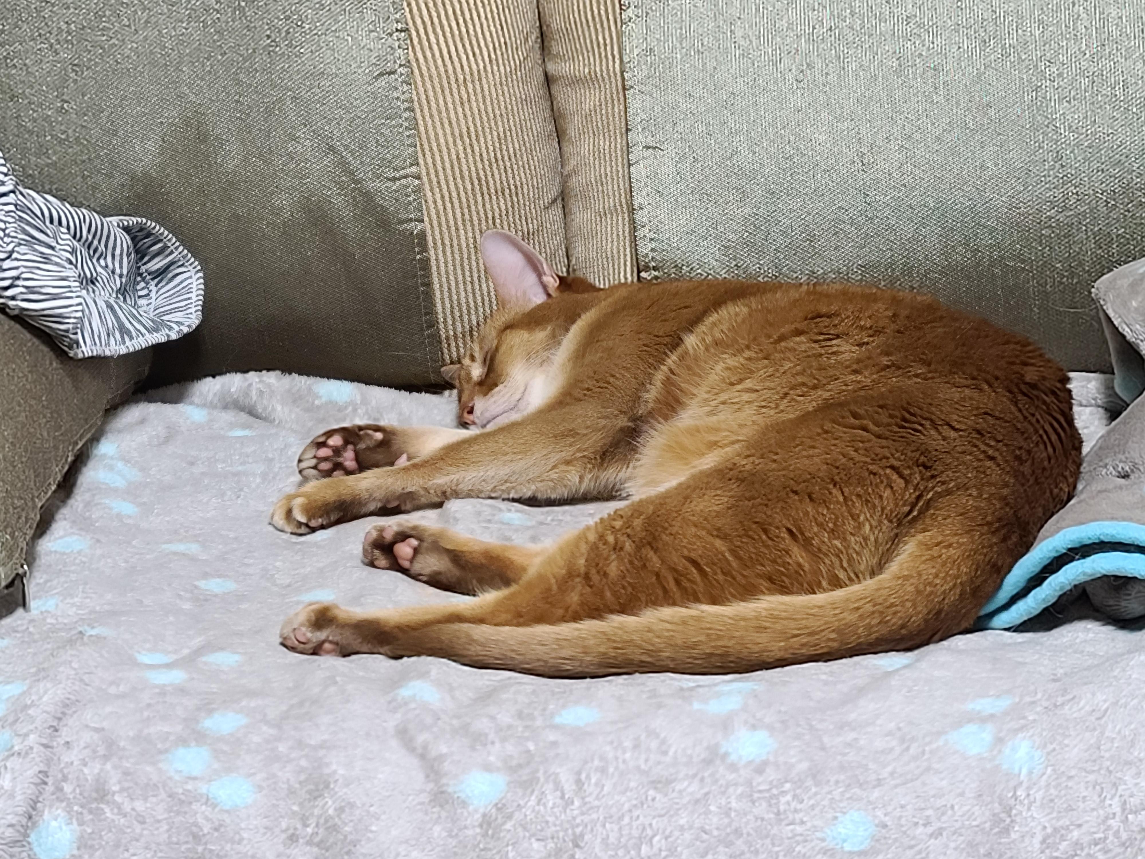 전기장판의 효과. 서로 데면데면한 고양이들에게 전기장판을 선물하세요.