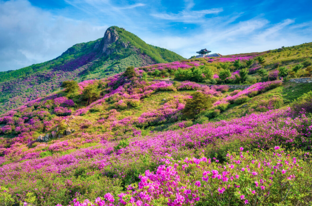 산청황매산 철쭉제