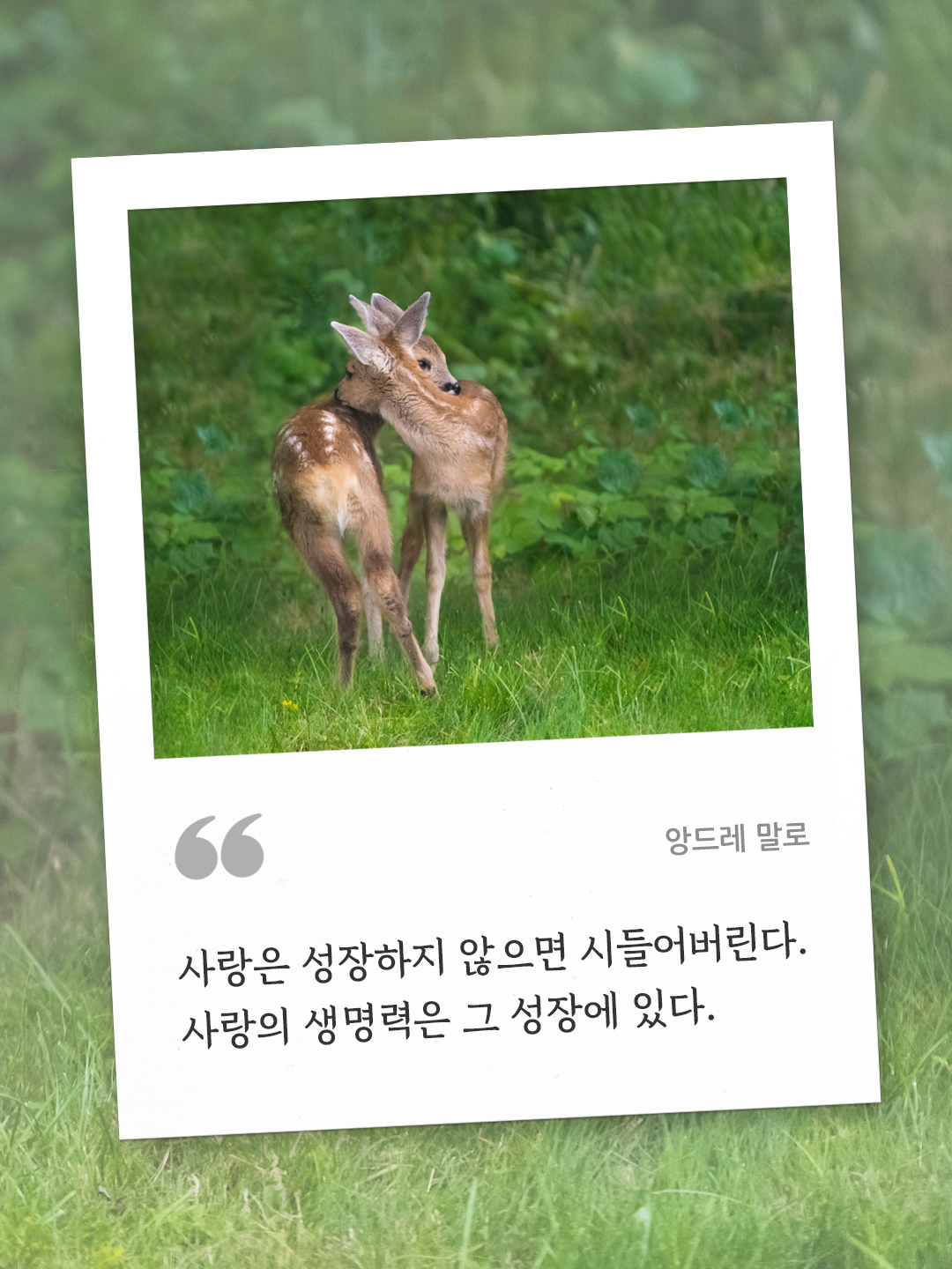 사랑은 성장하지 않으면 시들어버린다. 사랑의 생명력은 그 성장에 있다. (앙드레 말로) by 피어나네 오늘의 명언 좋은 글귀 이미지 다운로드