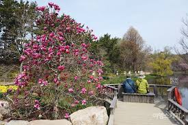  제 7회 천리포 수목원 목련 축제 특징