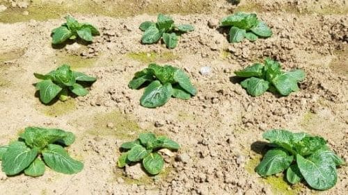 청경채재배법-재배시기-파종시기-발아시기-모종-심는시기-정식시기-수확시기