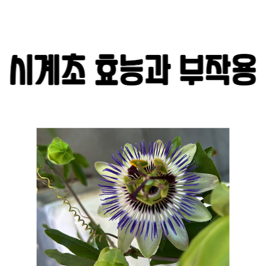 시계초 효능과 부작용