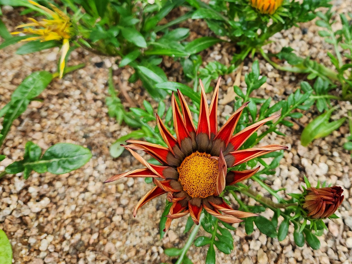 가자니아리겐스(태양국)