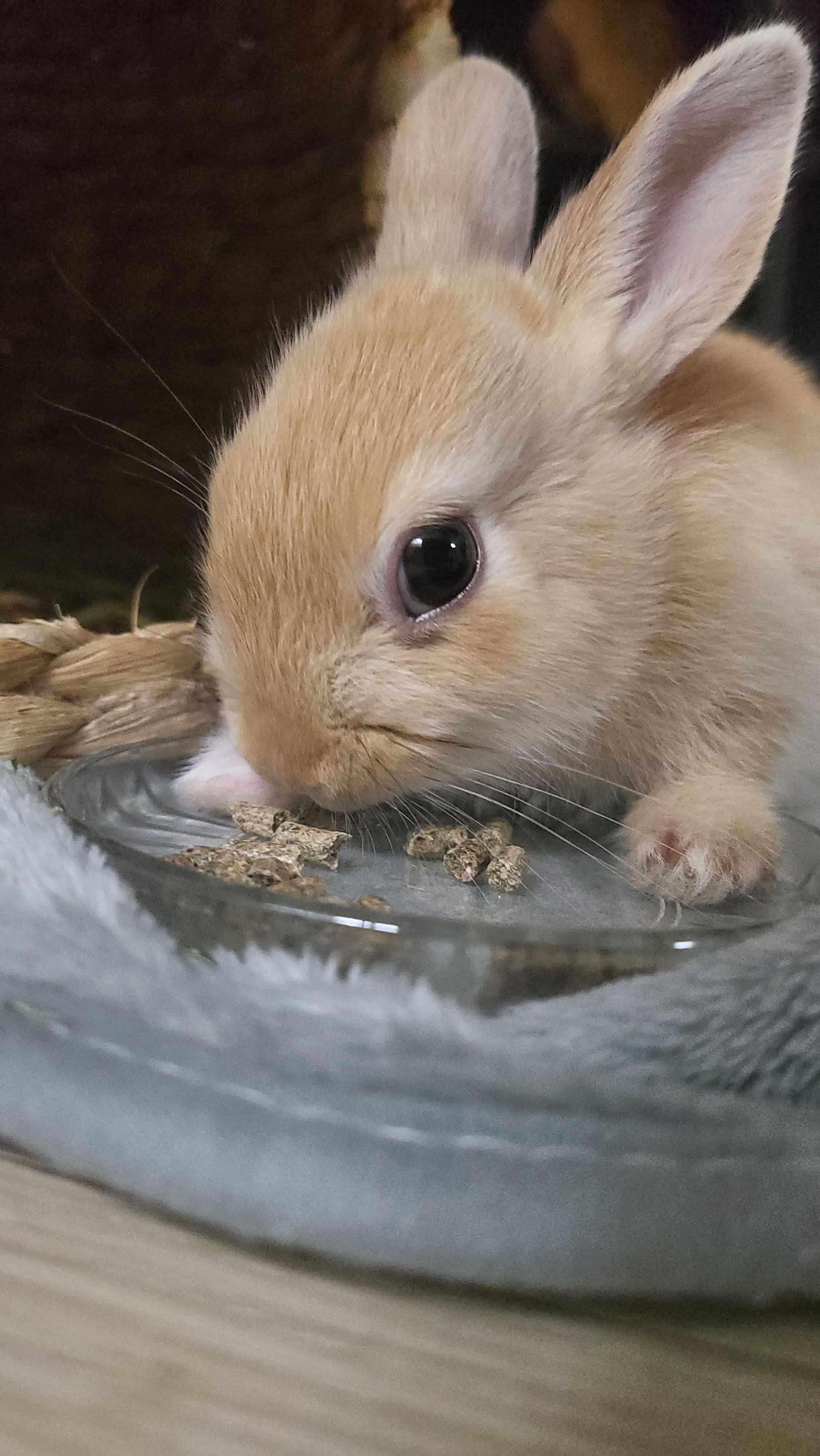 울집토끼 모카예요