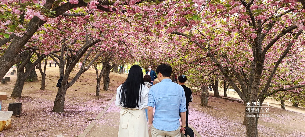 경주 불국사 겹벚꽃 위치, 명소 왕벚꽃 개화시기 (지금 만개), 주차정보