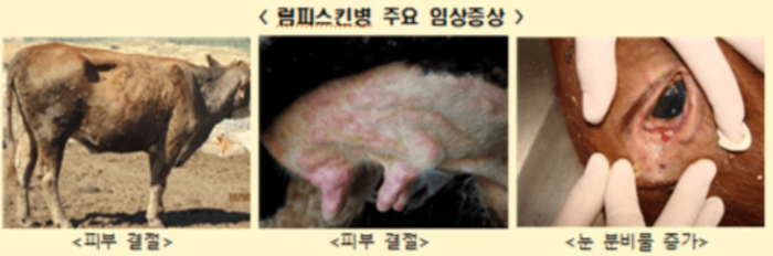 국내 소 럼피스킨병 발생 정보 현재 상황