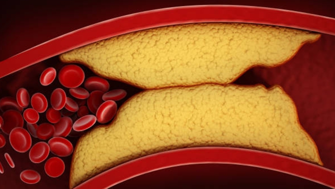 타우린 효능 총정리