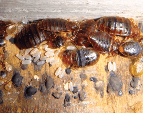 빈대 퇴치법과 효과적인 빈대 퇴치제