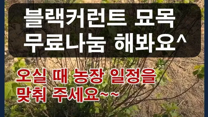 블랙커런트 재배 전정 관리 통풍 확보 병해 줄이기_2