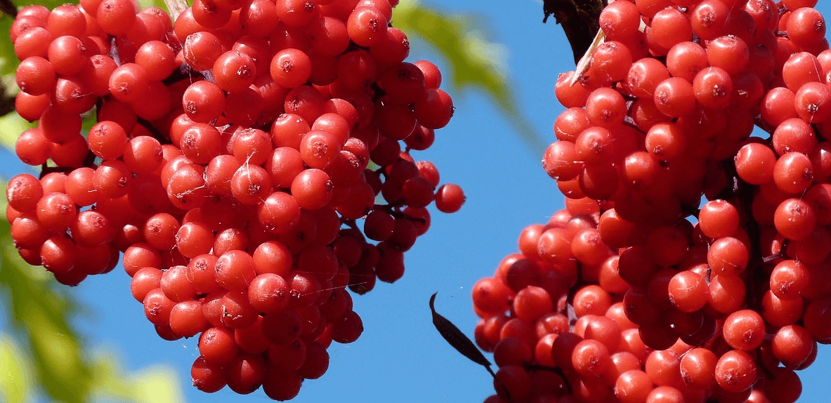 마가목 사진 - 11