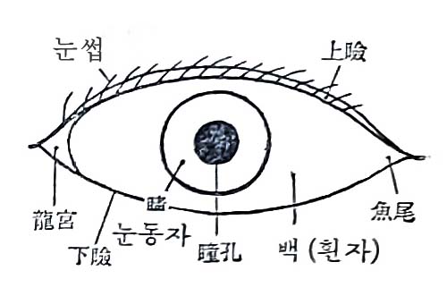 눈동자 부위별 명칭 설명