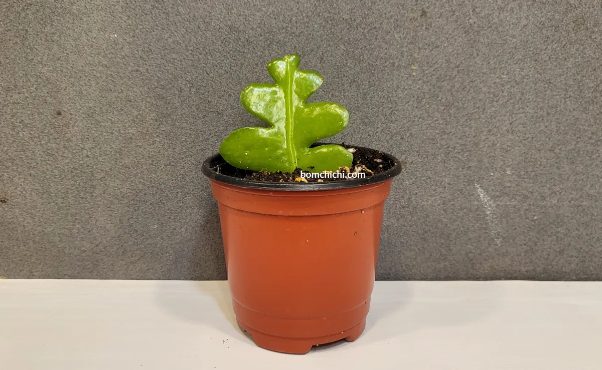 피쉬본 첫 개봉 사진