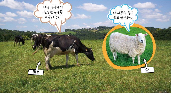 가축