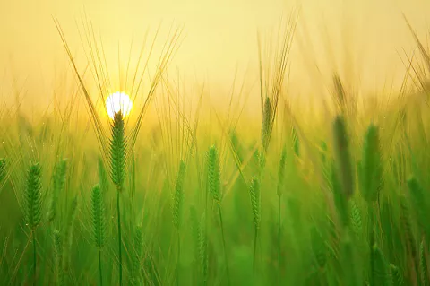 평화로운 보리밭의 일출