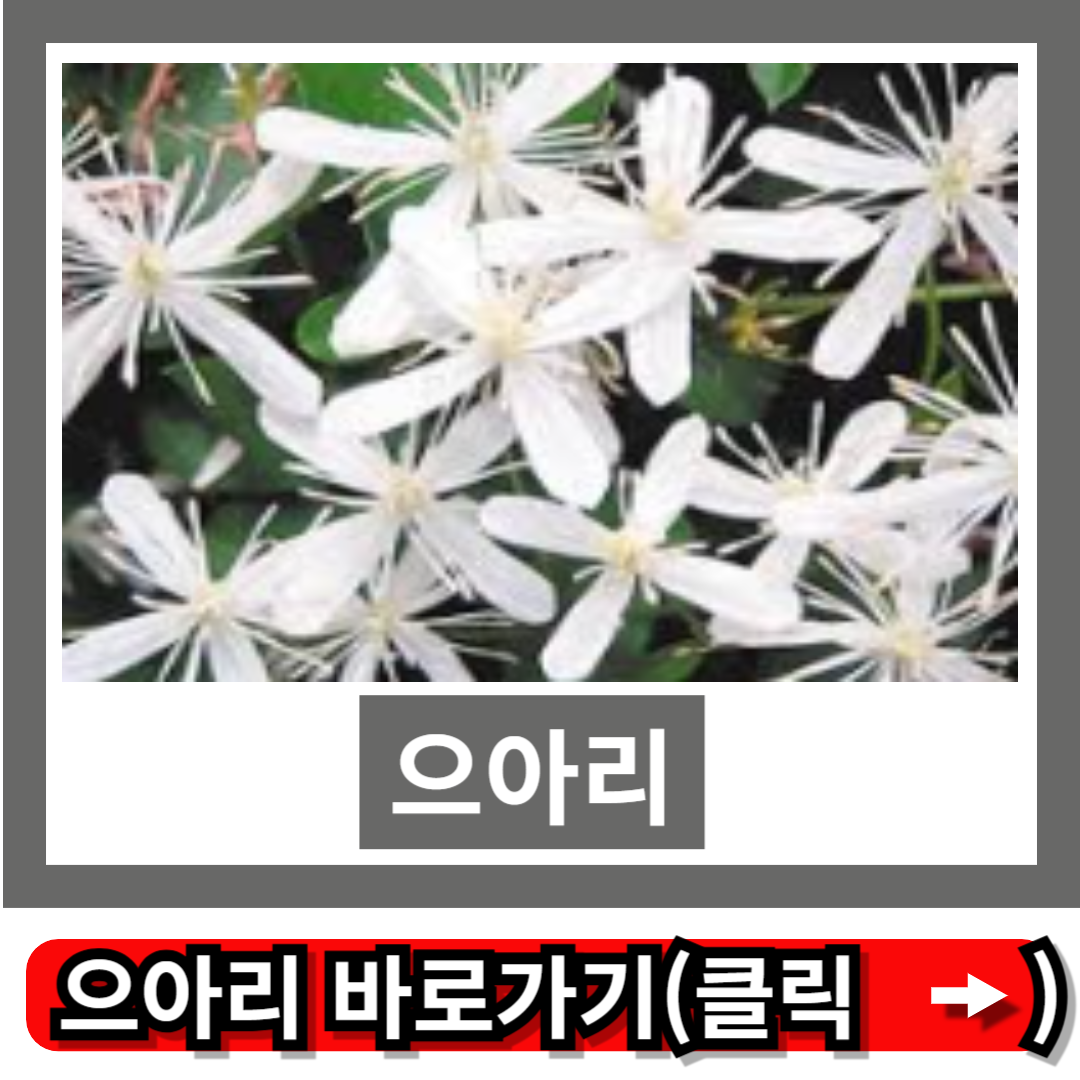 으아리