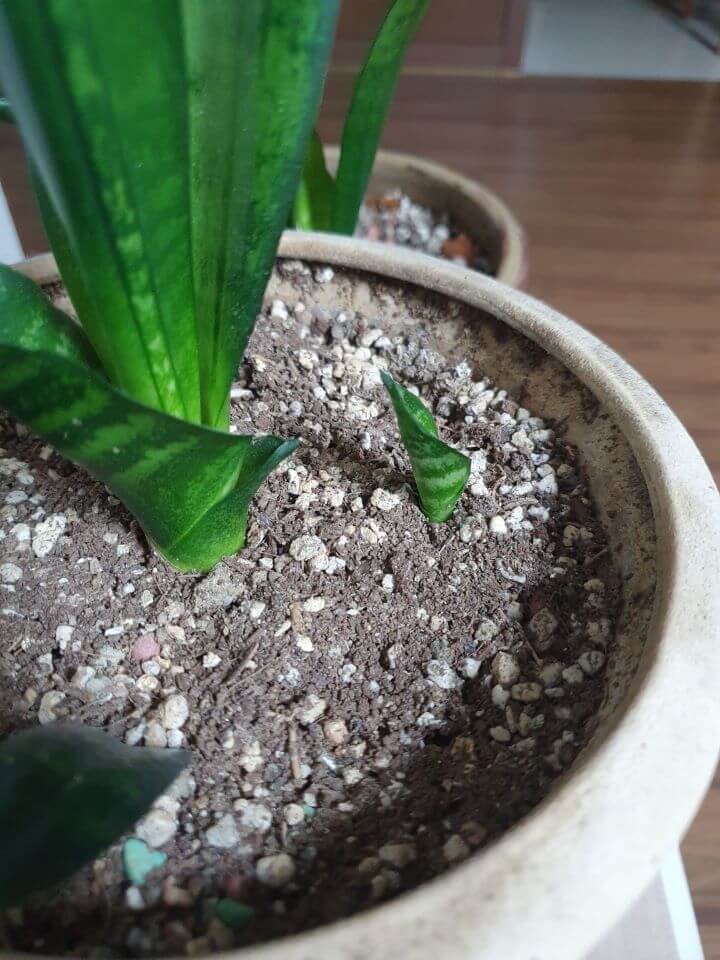 산세베리아-새순