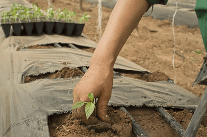 2024 임업직불금 신청자격 신청방법과 관련된 산지작물 사진