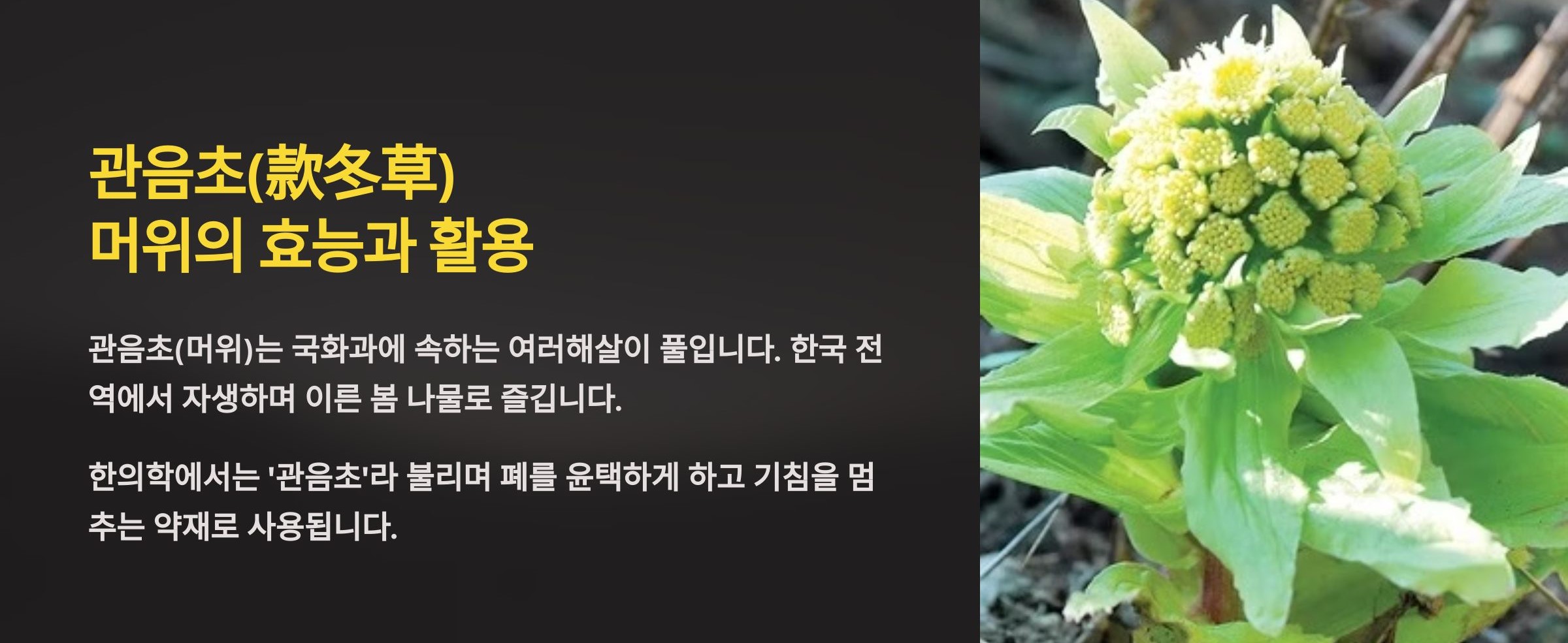 머위란? &ndash; 관음초(款冬草)