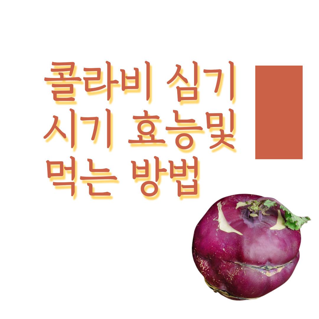 콜라비 심기 시기 효능 및 먹는 방법