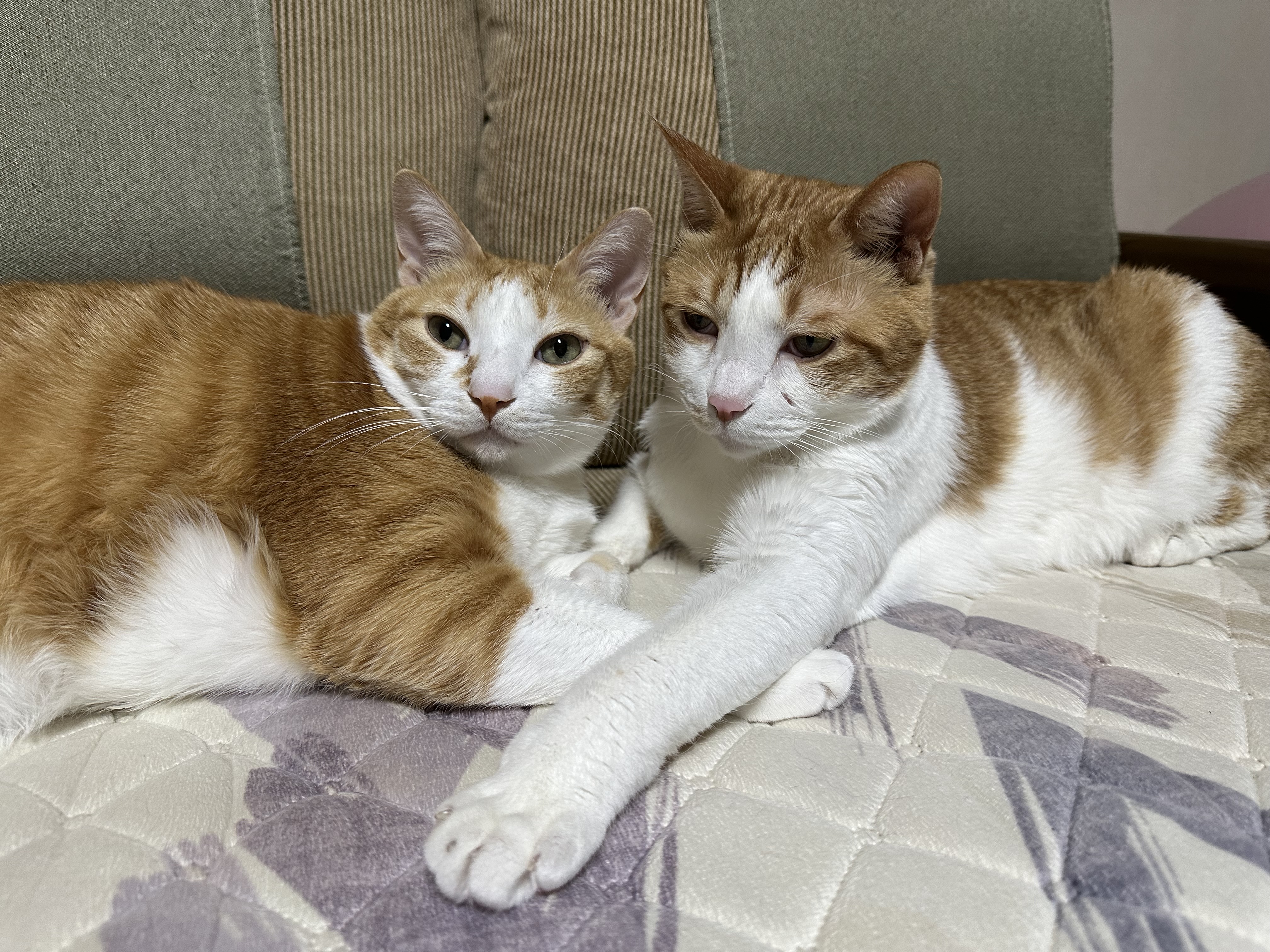 보면 힐링되는 사이좋은 치즈형제들