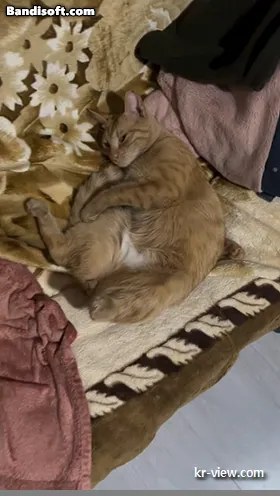 img.webp?credential=yqXZFxpELC7KVnFOS48ylbz2pIh7yKj8&expires=1767193199&allow_ip=&allow_referer=&signature=%2FaZXBS0eAOcgab1VppyxbLquDiI%3D