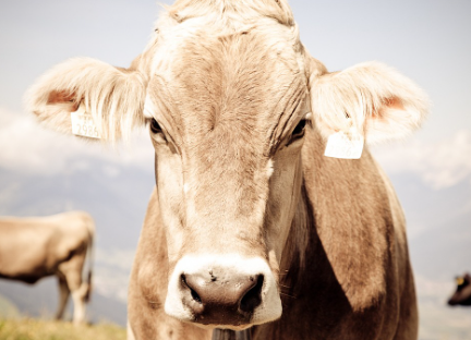 2023년 소띠운세