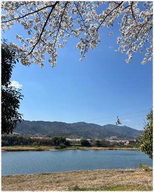 섬진강벚꽃길