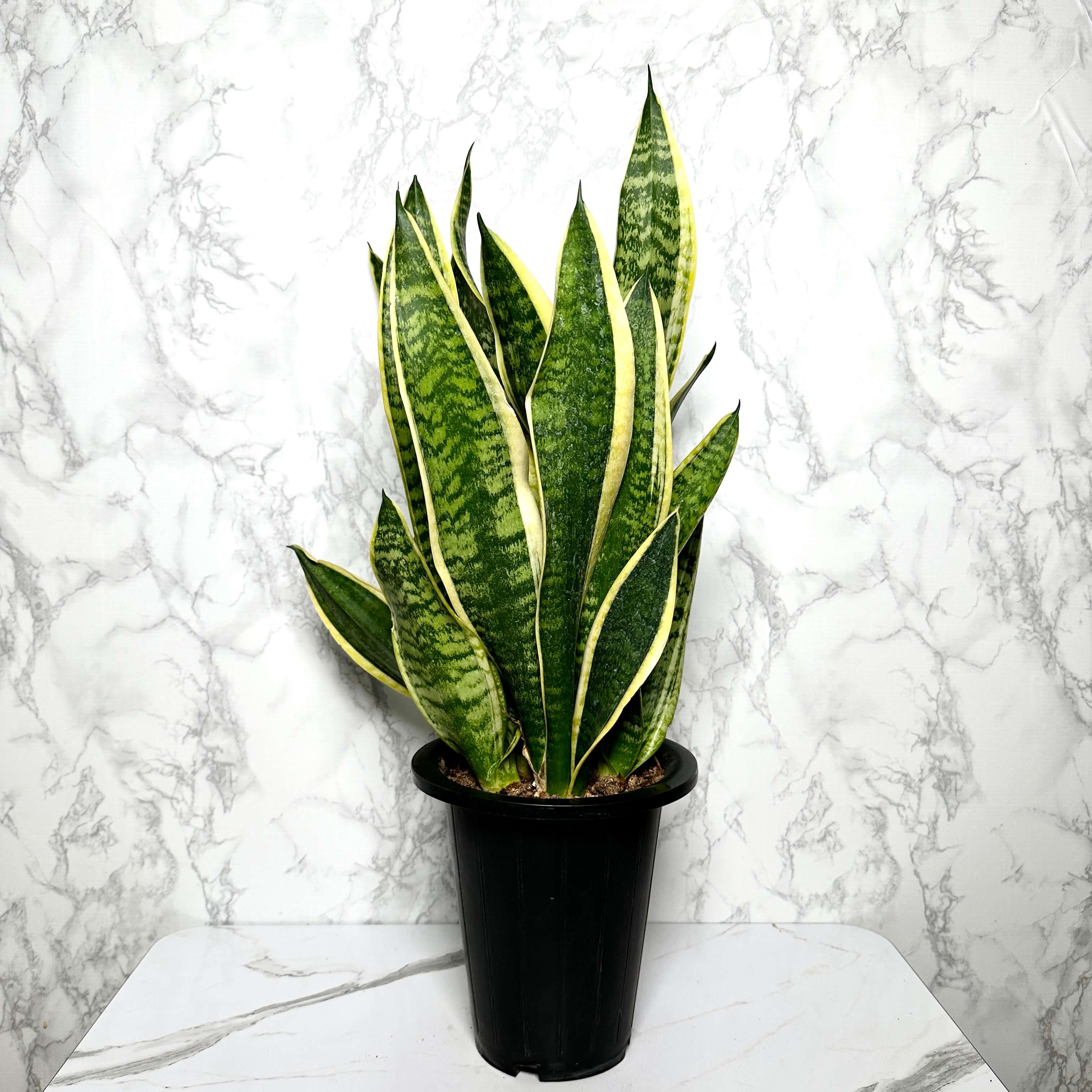 식물 판매 사이트 추천