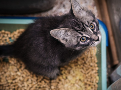 아기 고양이와 고양이 화장실.