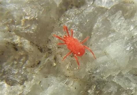 다카라다니 퇴치법