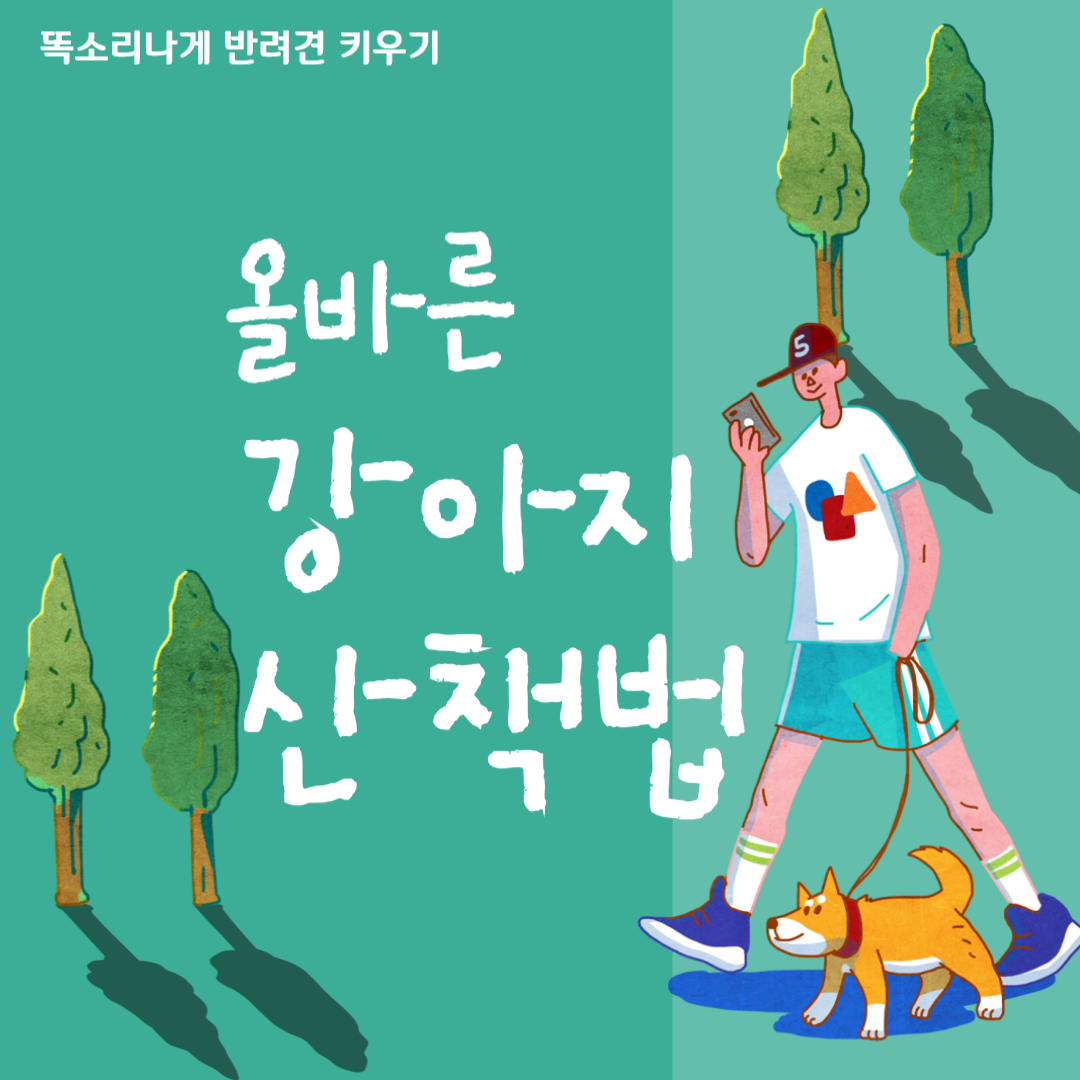 올바른 강아지 산책 방법