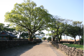 보롬왓 대파축제 2025