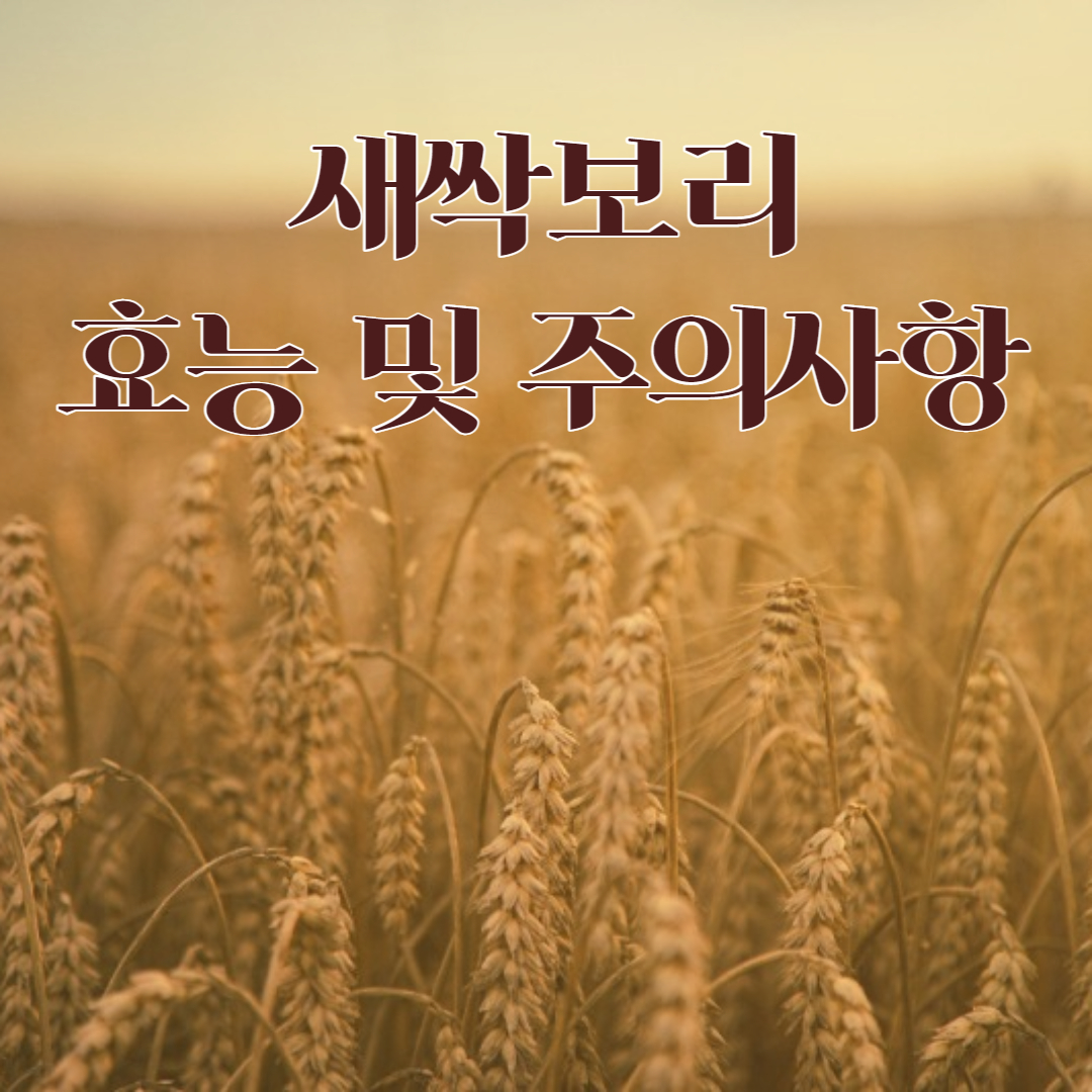 새싹보리 효능 부작용 주의사항