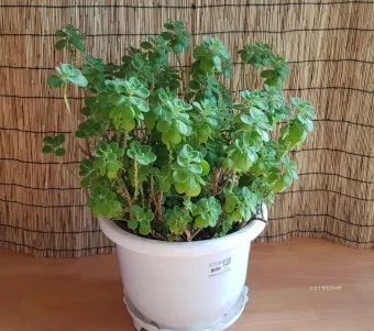 실내허브 키우기 물주기 광량관리 병해충예방 주방에서도 손쉽게_8