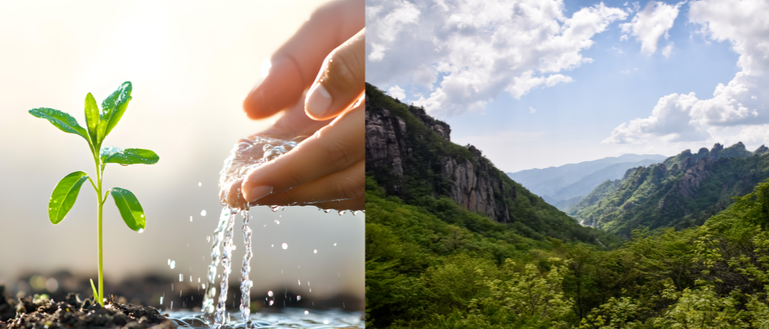 식목일을 맞아 새싹에 물을 주는 장면과 푸른 산림의 전경을 나란히 보여주는 자연 보호 이미지